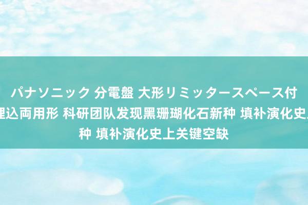 パナソニック 分電盤 大形リミッタースペース付 露出・半埋込両用形 科研团队发现黑珊瑚化石新种 填补演化史上关键空缺